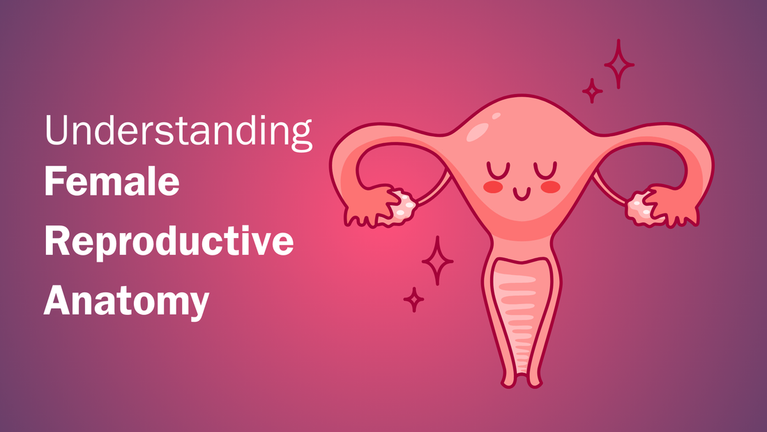 Demystifying Female Reproductive Anatomy: Key Insights into Your Reproductive Health